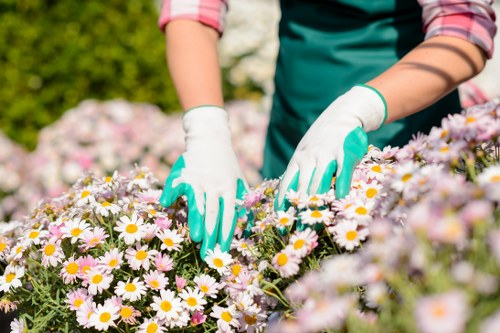 Garden planting and turf preparation for a Sydenham property